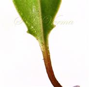  Leaf (Glands)
